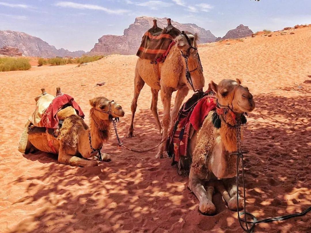 مبيت وإفطار وادي رم Bedouin Memories Camp المظهر الخارجي الصورة